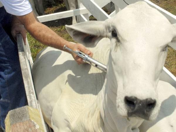 Campanha de Vacinação contra febre aftosa segue até 30 de junho em Picos