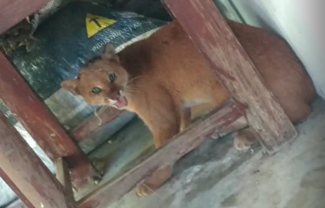 Onça é vista no quintal de uma residência na zona rural de Jardim do Mulato; vídeo