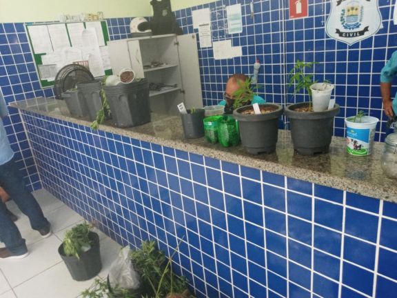 Assistente social é preso com plantação de maconha em casa em cidade do Píauí