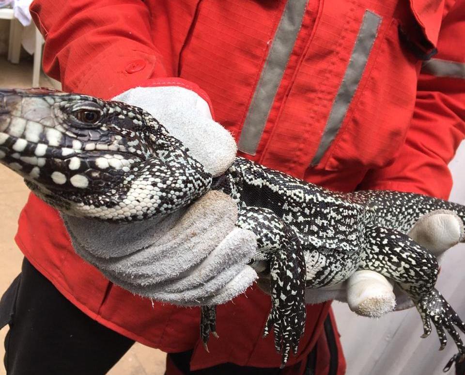 Lagarto gigante invade residência e tenta atacar moradora 