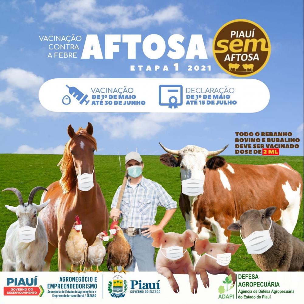 Adapi de Picos realiza campanha de vacinação contra febre aftosa