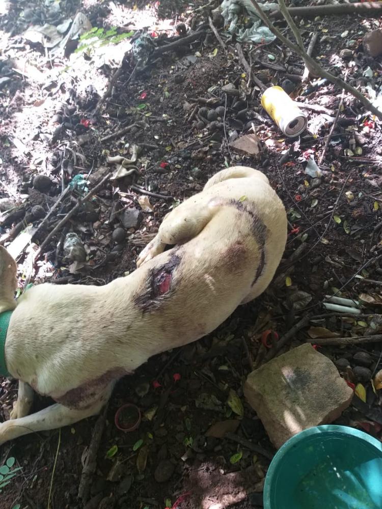 GPM de Barra D'Alcântara prende homem por maus tratos aos animais