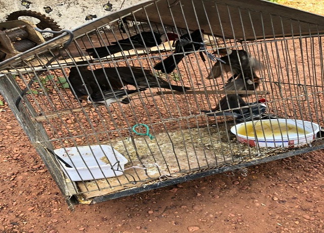 Fiscais da Secretaria de Meio Ambiente de Picos apreendem animais silvestres presos em cativeiro