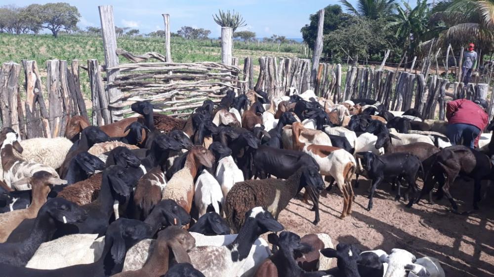 SAF libera recursos e entrega rebanhos em Picos e Campo Grande do Piauí