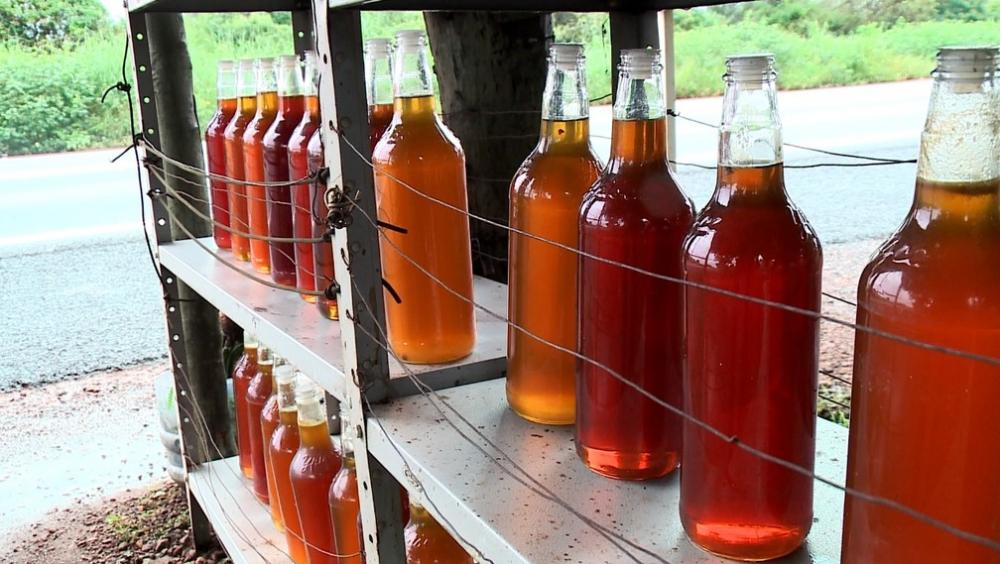 Piauí é o maior exportador de mel do Brasil: conheça as maravilhas desse alimento