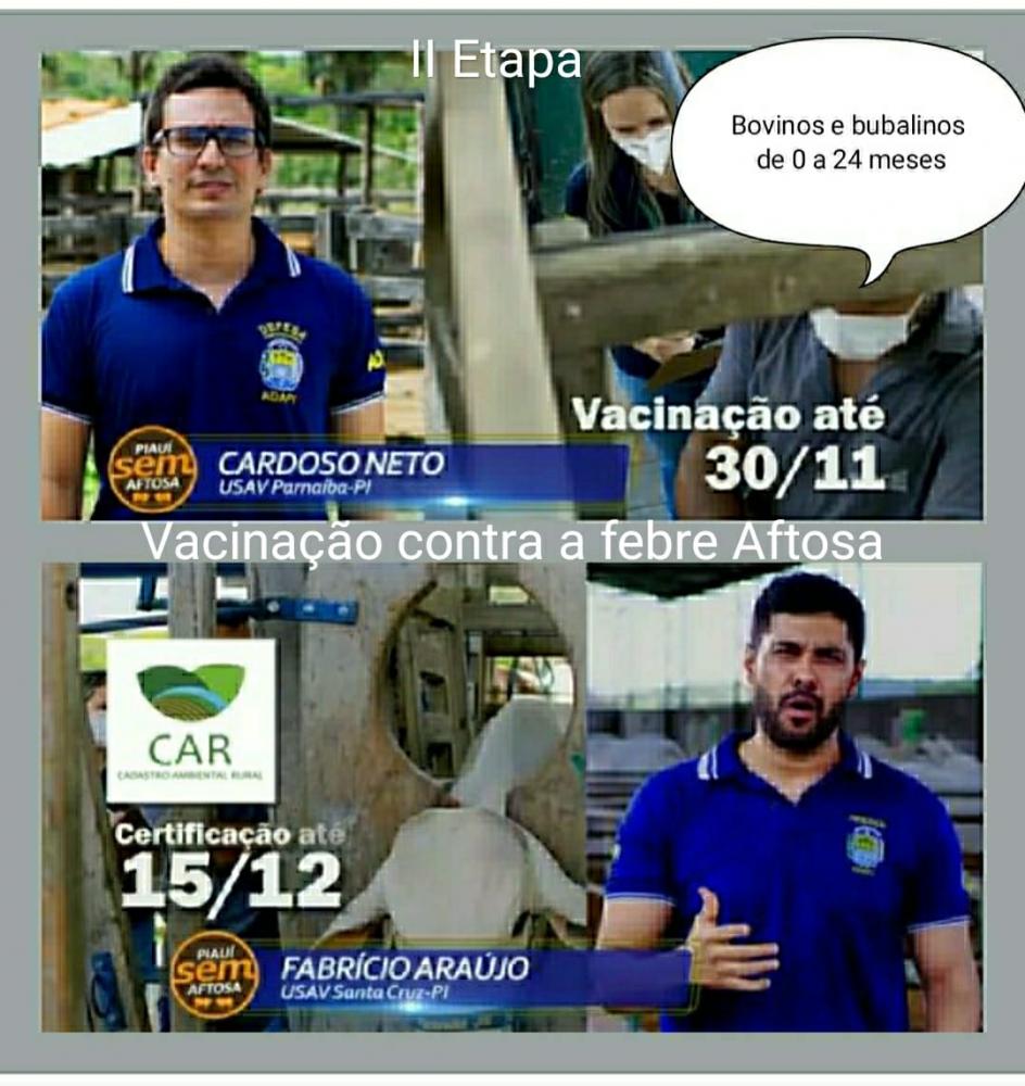 Adapi de Picos convoca criadores de bovinos e bubalinos para vacinar o rebanho contra a febre aftosa
