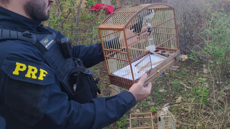 PRF resgata 12 pássaros e autua homem por tráfico de animais silvestres em Picos