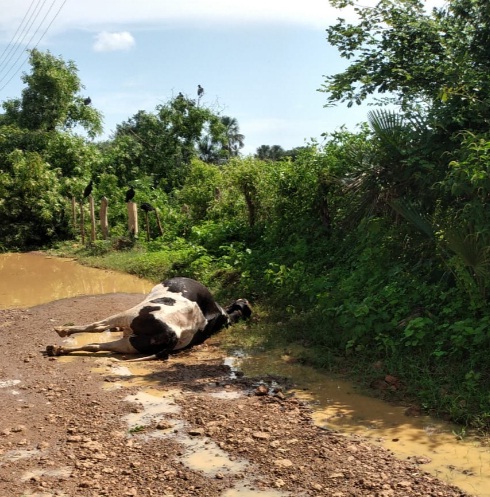 Animal morre eletrocutado por fio de alta tensão da Equatorial em Valença do Piauí