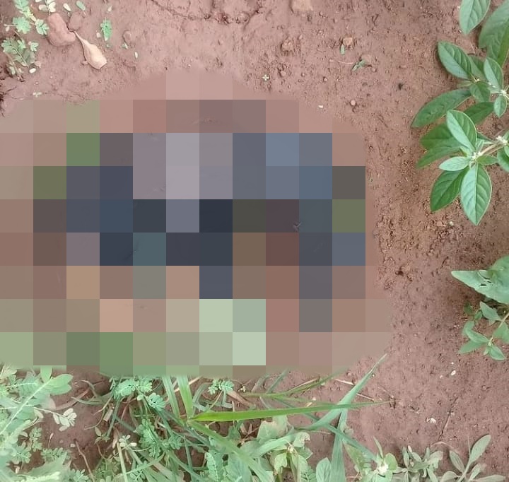 Filhotes de cachorro são resgatados com o corpo coberto de piche em Picos; APAPI pede ajuda
