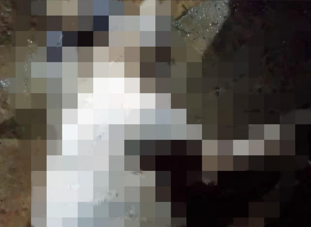 Nota de Repúdio: Cadela é morta a tiros na zona rural no município de Picos