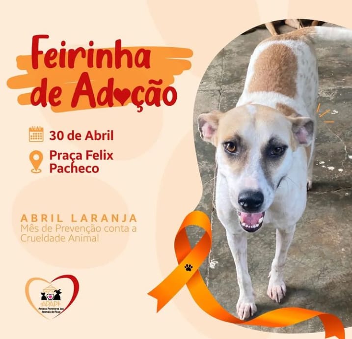 APAPI realizará feira de adoção de animais em Picos