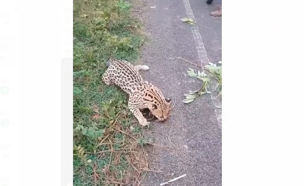 Jaguatirica é encontrada morta após ser atropelada na zona rural de Monsenhor Gil