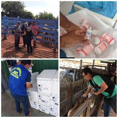 Adapi de Picos convoca criadores de bovinos e bubalinos para vacinar o rebanho contra a febre aftosa