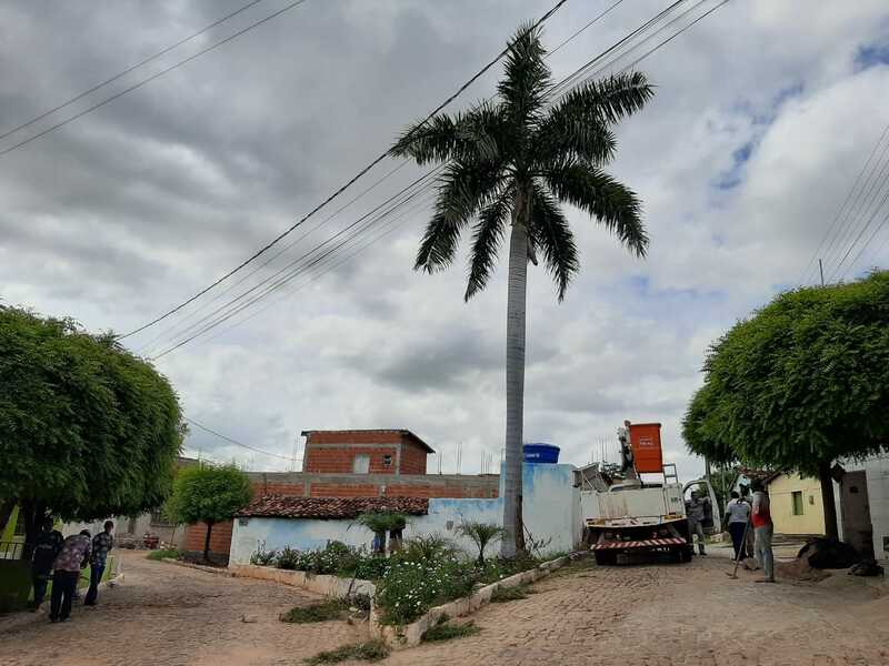 Defesa Civil realiza retirada de árvore que apresentava risco de queda sobre residência em Picos