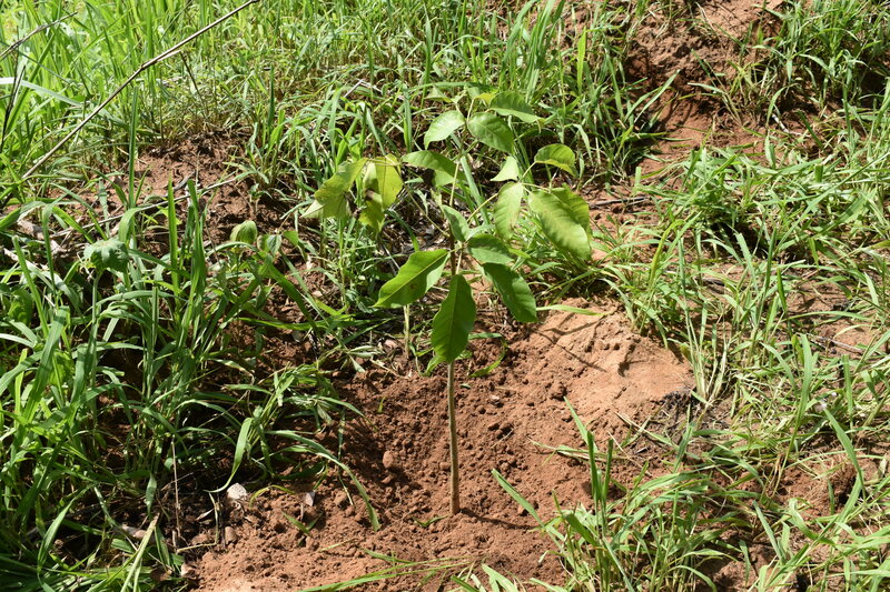 Picos conquista Selo A do ICMS Ecológico pela primeira vez