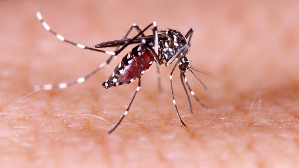 Casos de pessoas com sintomas da chikungunya disparam e acendem alerta em Regeneração