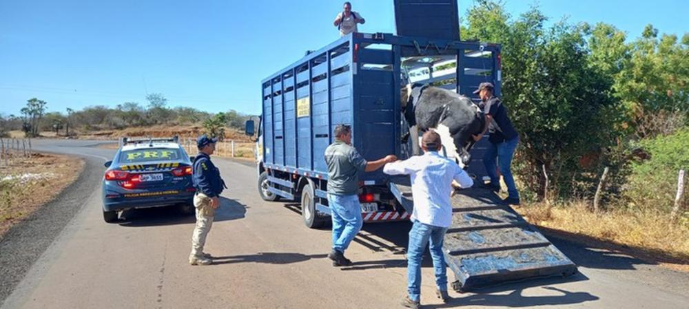 Em apenas três dias, 49 animais soltos às margens de rodovias na Macrorregião de Picos são recolhidos pela PRF
