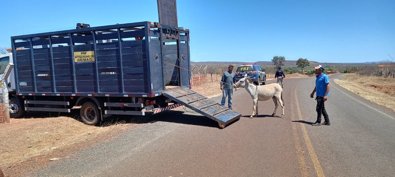 PRF realiza sexta etapa da operação de apreensão de animais em Picos 
