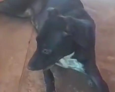 APAPI pede ajuda para custear despesas com a cadela que perdeu os filhotes assassinados em Picos