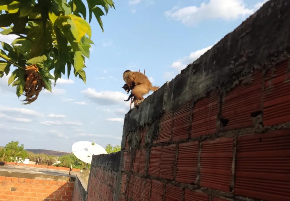 Macaco que viralizou após raptar filhotes de gatos e cães em Picos é capturado 