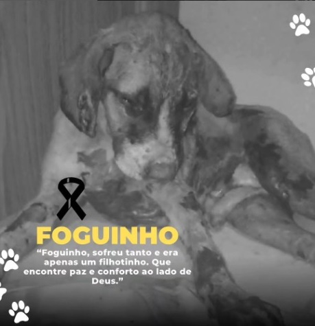 Filhote de cachorro resgatado em incêndio não resiste aos ferimentos e morre em Picos