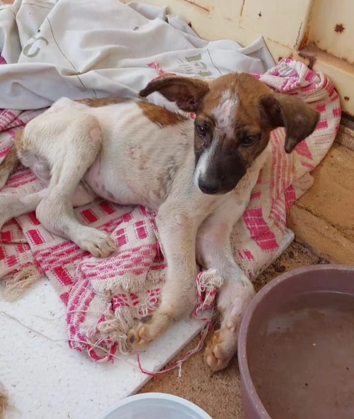 APAPI de Picos pede ajuda para salvar cachorro abandonado