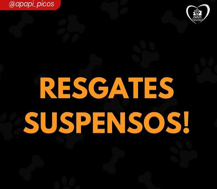 APAPI de Picos suspende resgate de animais de rua