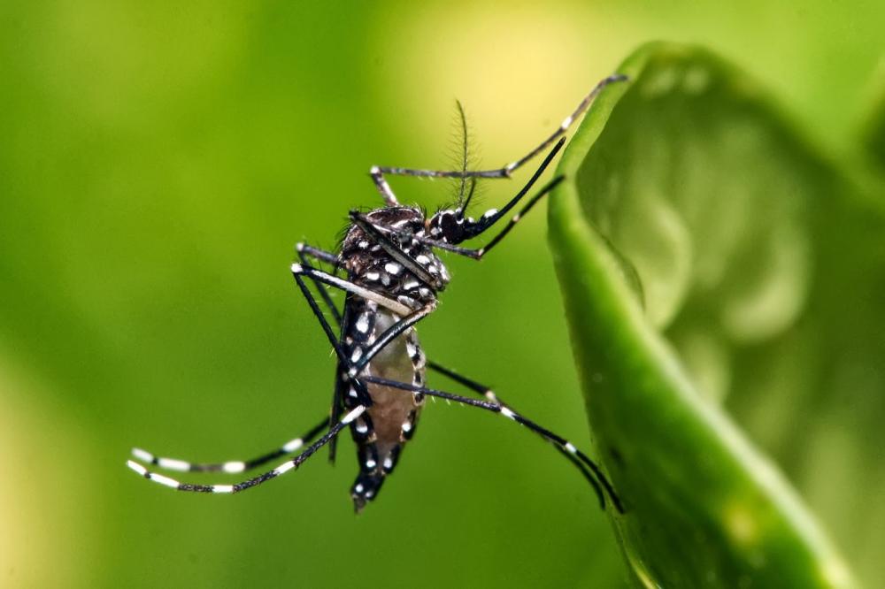 Sasc promove Dia D de combate à dengue em Teresina, Picos e Parnaíba