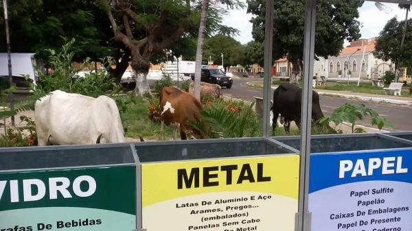 Prefeitura municipal de Valença do Piauí irá punir donos de animais soltos nas ruas do município
