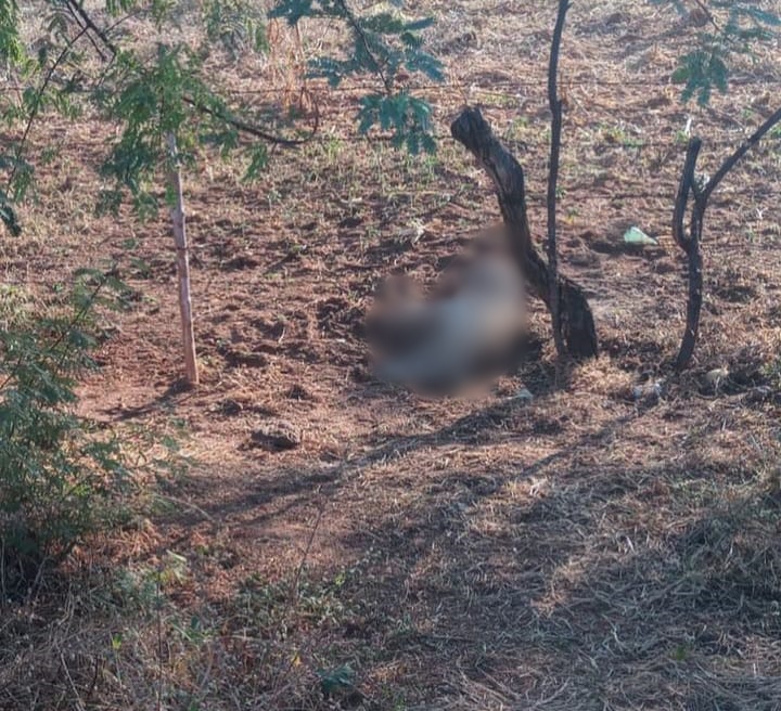 APAPI pede ajuda para cuidar de cachorro ferido, abandonado na zona rural de Picos