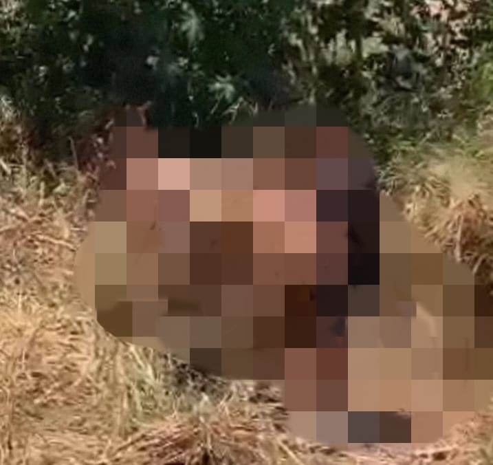 APAPI publica nota de repúdio pelo crime de abuso sexual contra animal em Picos