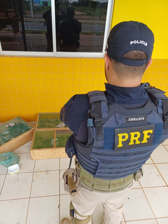 PRF aprende, em Picos, mais de 300 pássaros sendo transportados ilegalmente