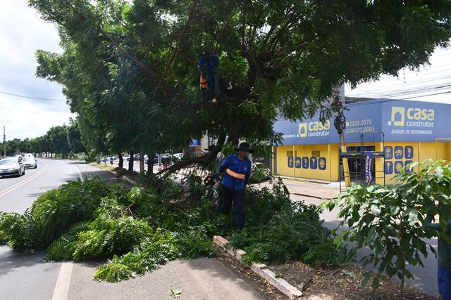 Secretaria de Meio Ambiente de Picos explica a substituição do Nim Indiano por espécies nativas na Avenida Senador Helvídio Nunes