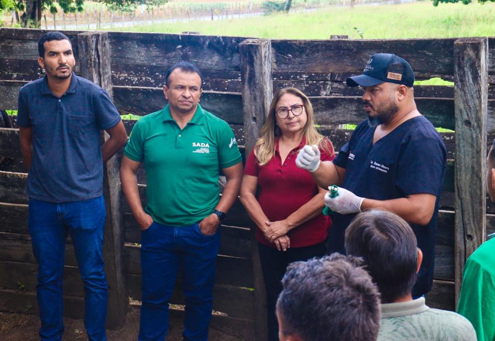 Programa de inseminação artificial bovino é lançado em São Pedro do Piauí