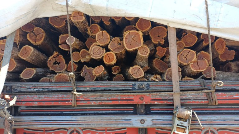 PRF apreende carga irregular de madeira nativa na BR-316 em Picos