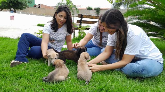 PICOS | Secretaria de Proteção e Defesa Animal e APAPI vão realizar “Feirinha de Adoção” nesta sexta-feira (23)