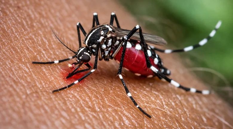 Menina de 7 anos morre vítima de dengue no Piauí; caso acende alerta no estado