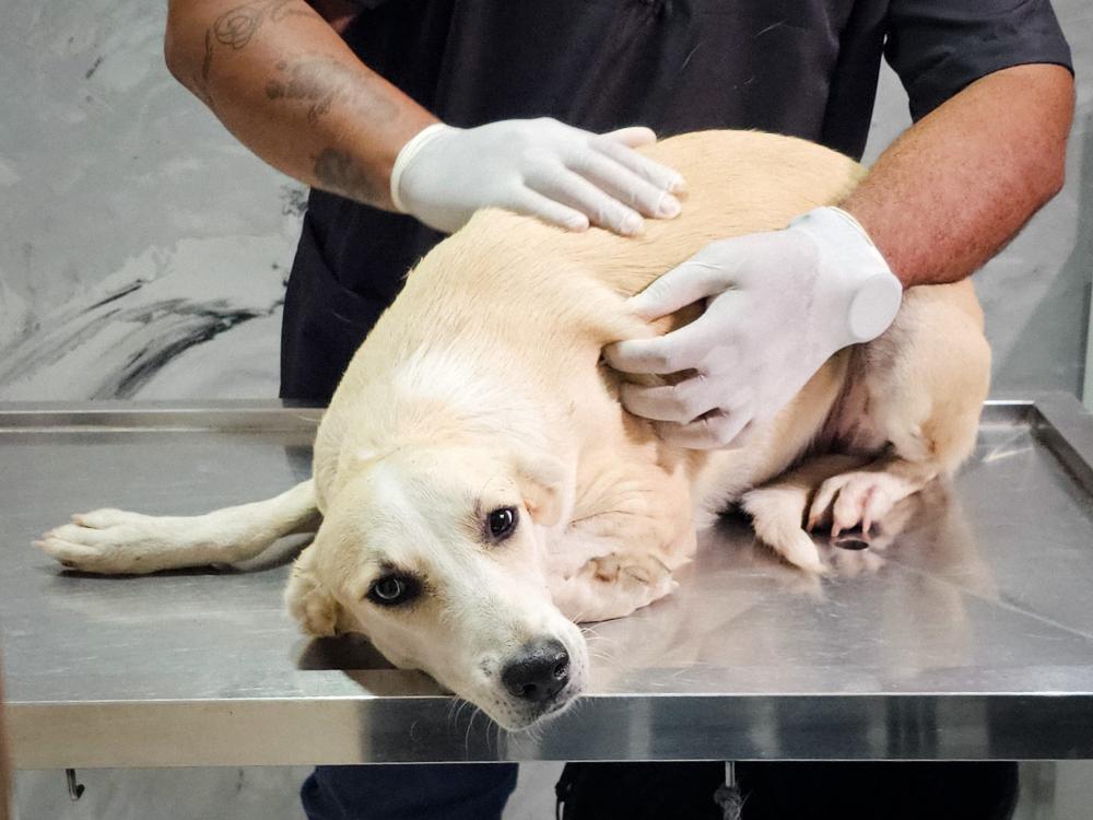 Prefeitura de Picos inicia castrações de animais em situação de rua