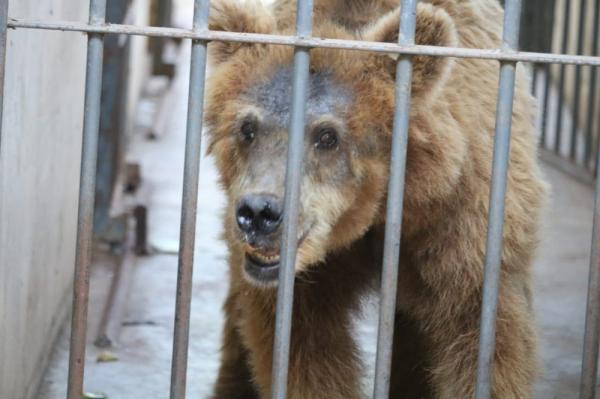 Ursa Marsha deixa Zoobotânico de Teresina e embarca com destino a santuário em São Paulo