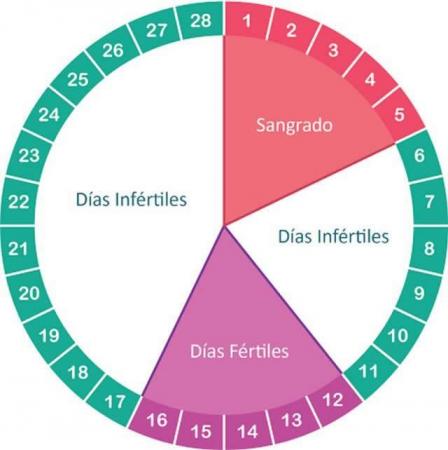 Ciclo menstrual: o que é e quais são as suas fases?