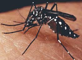 Morro da Mariana recebe mutirão de combate aos mosquitos transmissores de doenças 