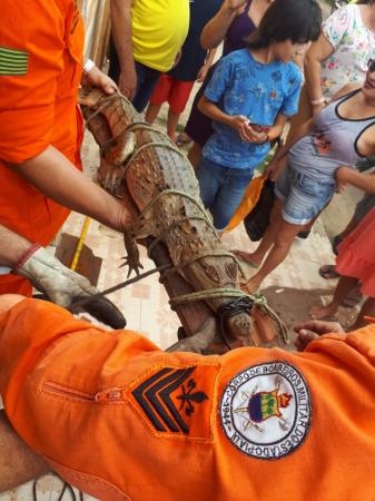 Bombeiros capturam jacaré na entrada de residência em Picos 