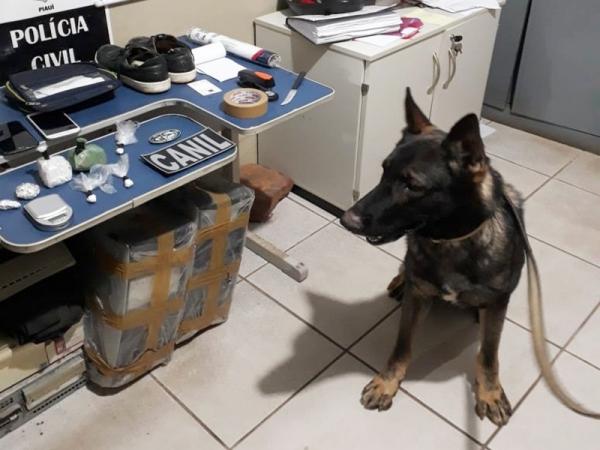 Cão farejador ajuda polícia a encontrar drogas em Picos