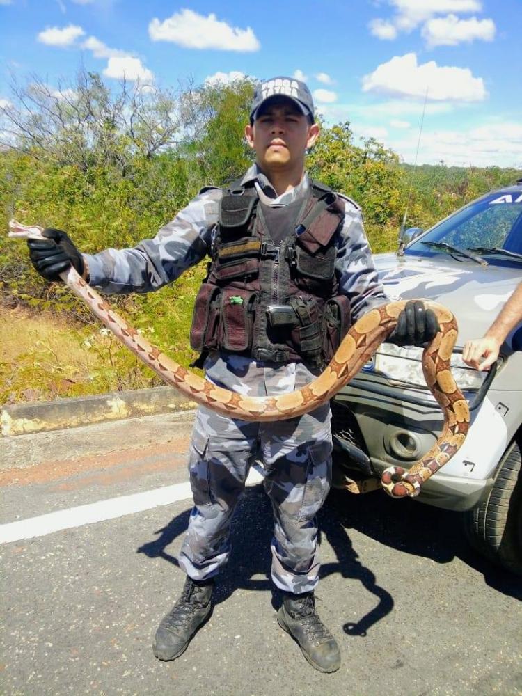 Força Tática é acionada para capturar cobra jiboia em Valença do Piauí