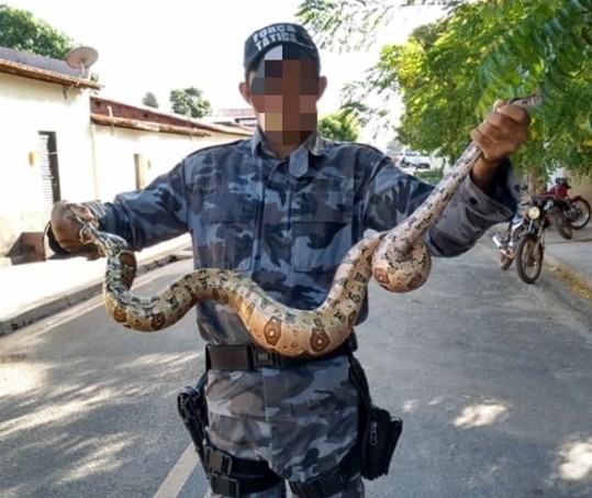 Força Tática de Valença fizeram a contenção de uma cobra jiboia