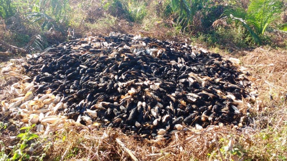 Lavrador tem colheita de milho queimada por incêndio criminoso na zona rural de São Pedro do Piauí