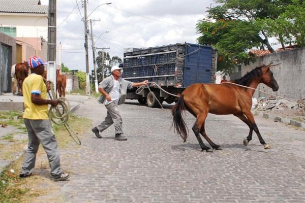Prefeitura de Monsenhor Gil incia uma ação de remoção de animais das vias públicas da cidade
