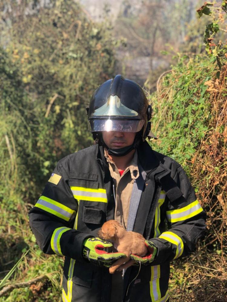 Bombeiros atendem ocorrência de fogo em vegetação, e salvam animais das chamas