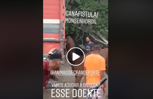 Vídeo mostra homem batendo em cavalo e caso repercute nas redes sociais; veja