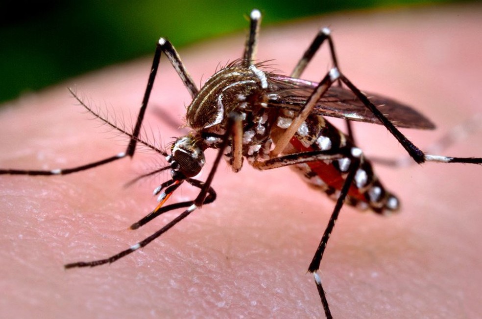 Casos de dengue continuam crescendo em Picos